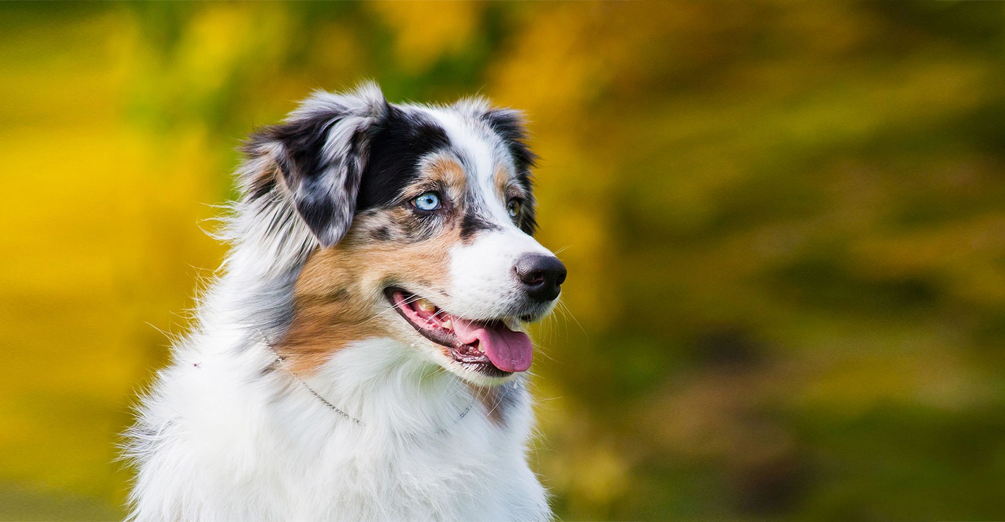 Berger Australien en pleine nature