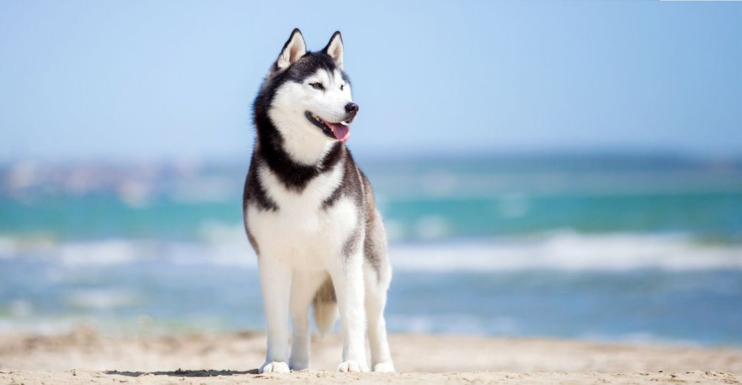 Husky au bord de la mer