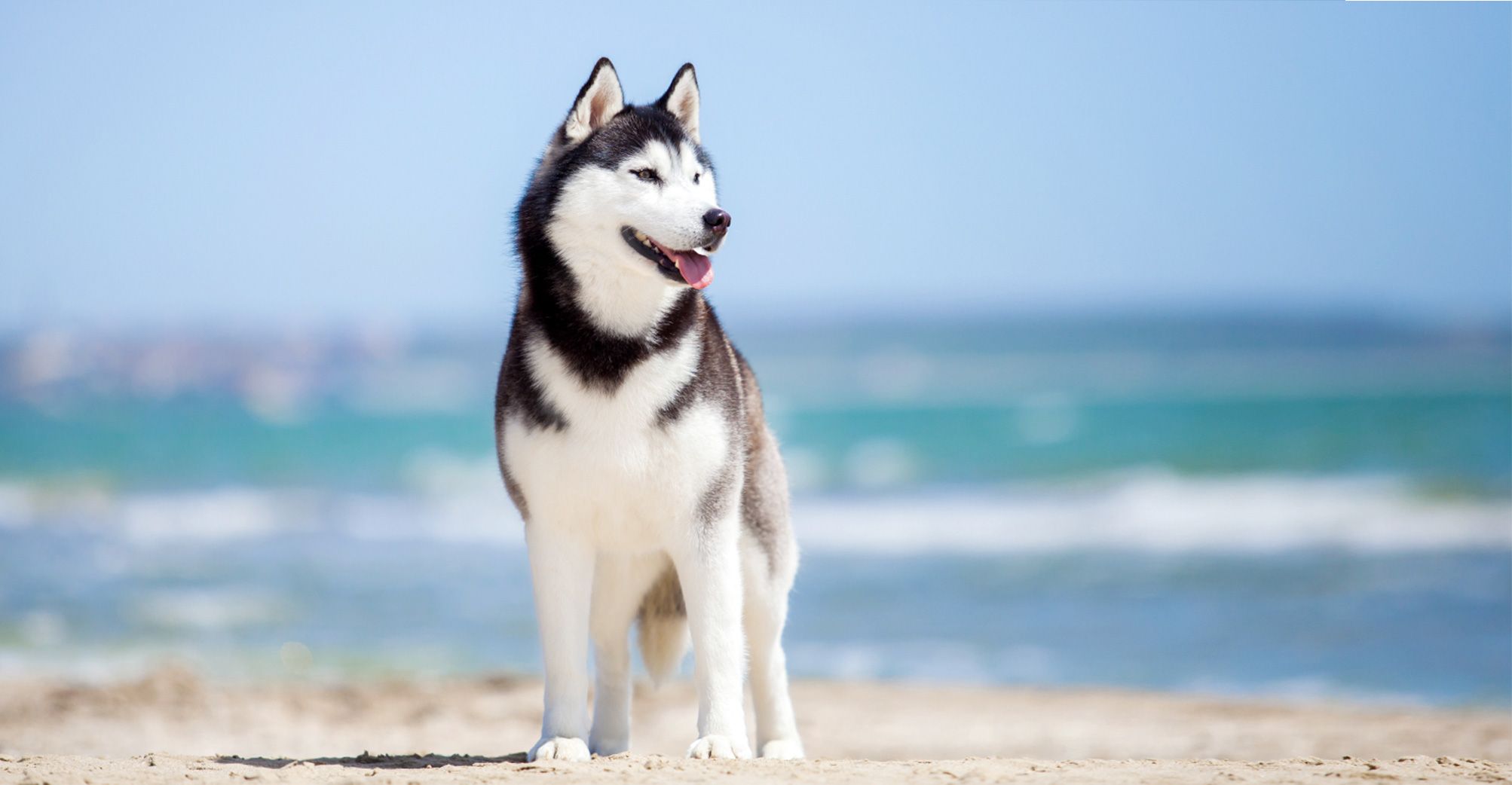 Husky au bord de la mer