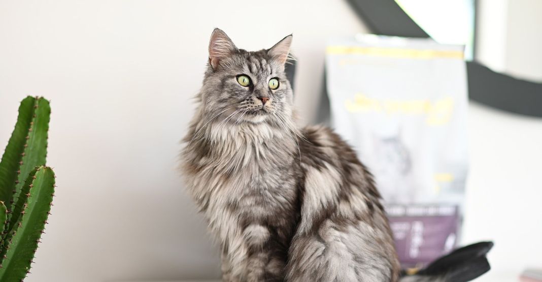 Chat, en intérieur, près de son sac de croquettes Ultra Premium Direct