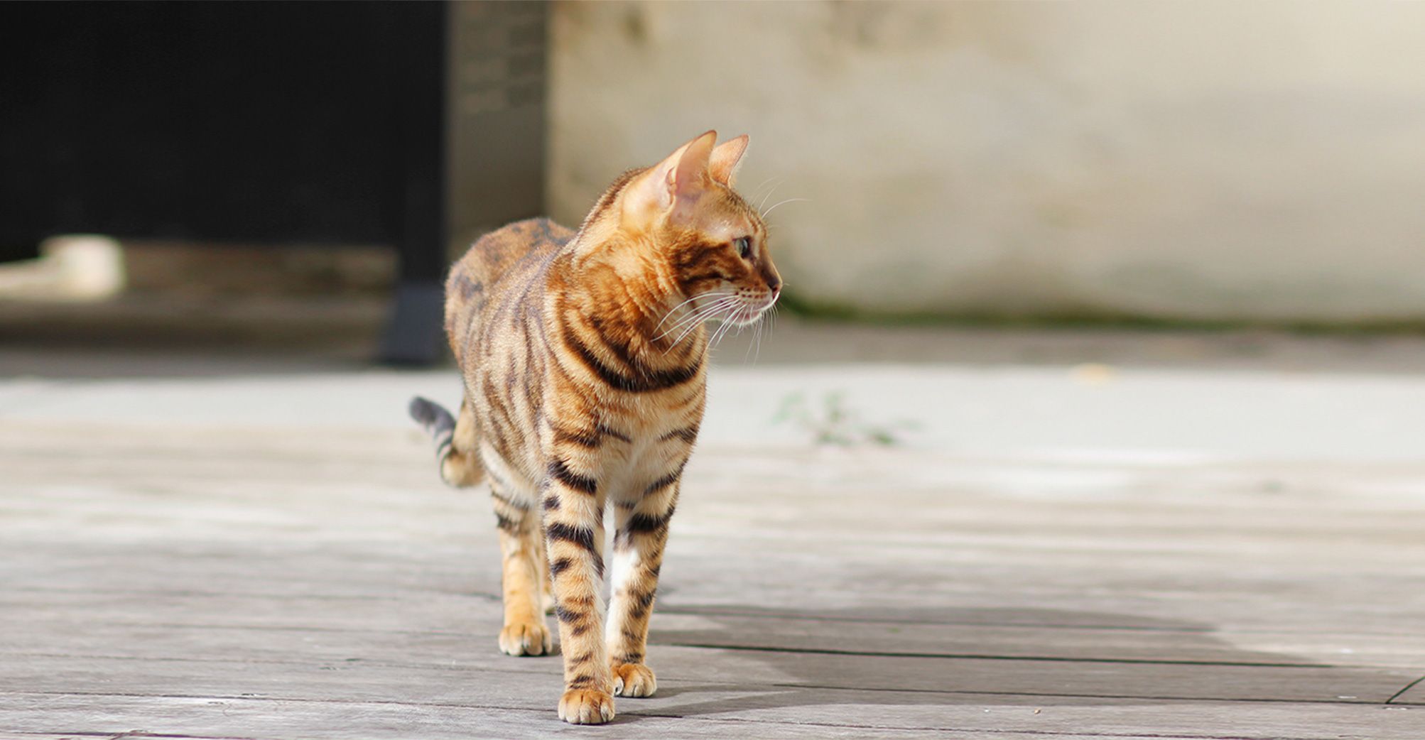Bengal en intérieur
