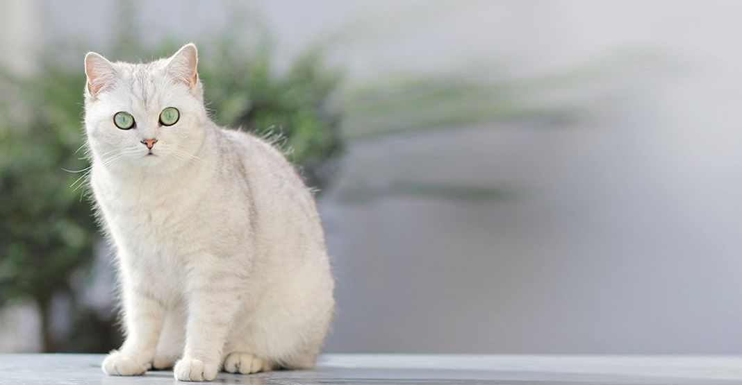 British Shorthair en plein air