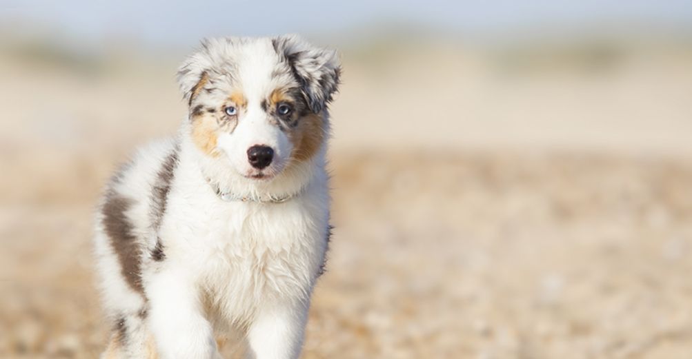 Un chien, en pleine nature, regardant l'objectif