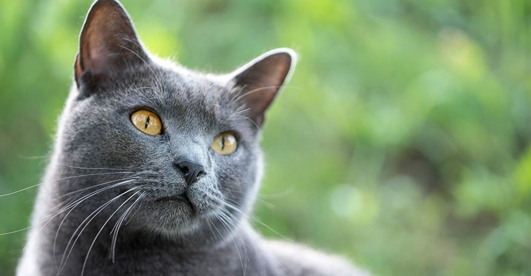 Chartreux en extérieur