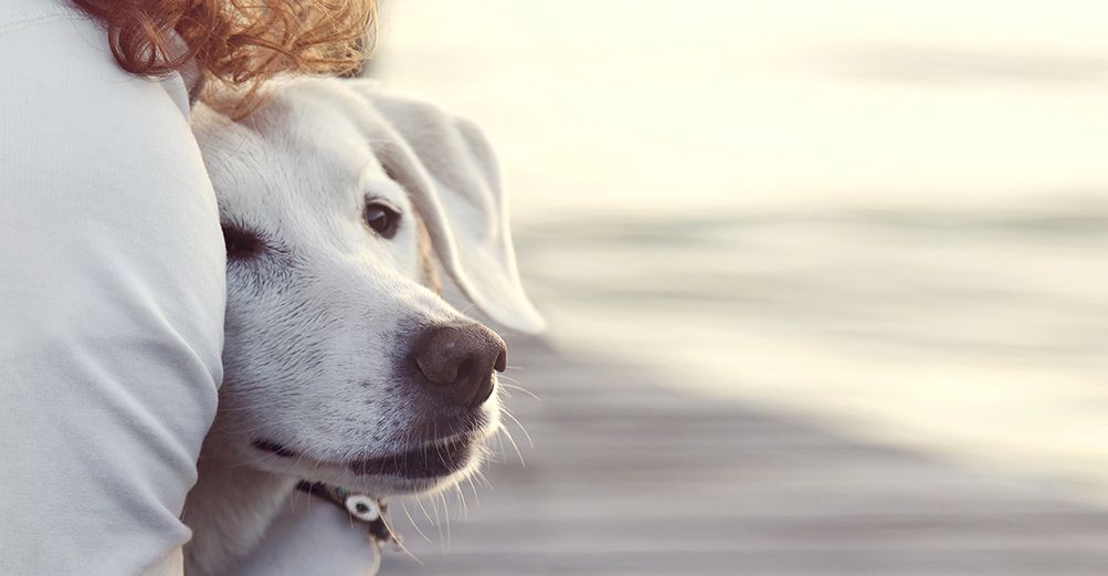 Chien dans les bras de sa maîtresse