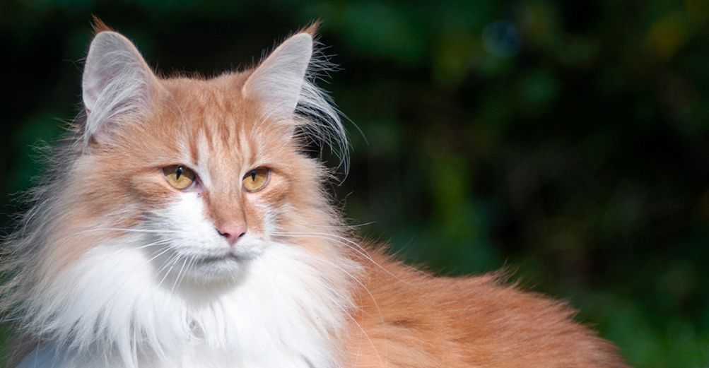 Chat Norvégien en extérieur