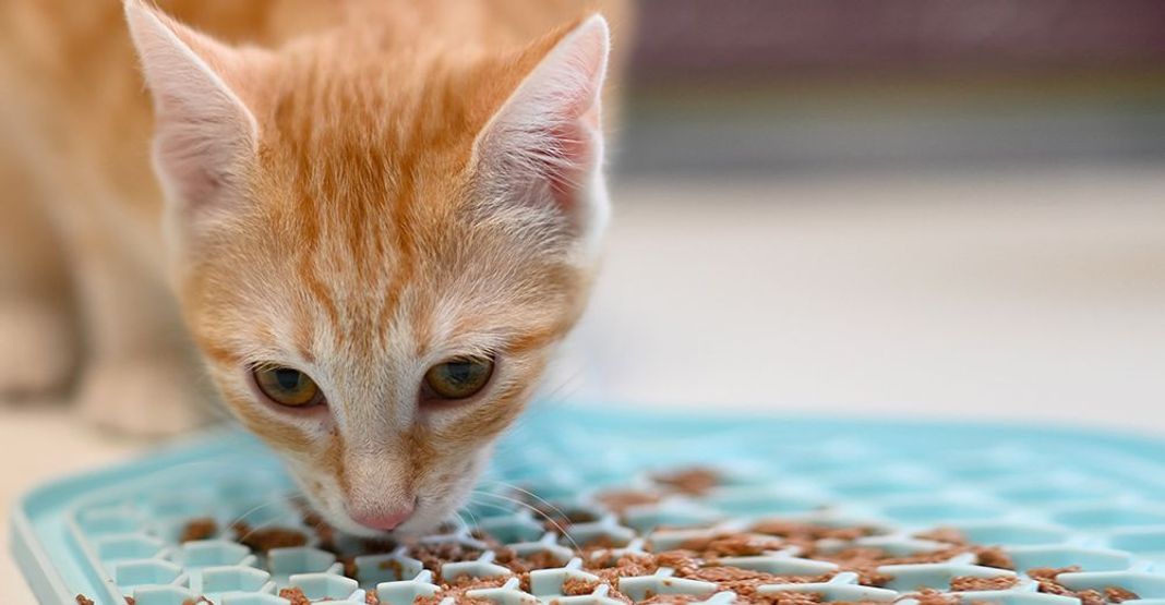 Chat roux mangeant dans sa gamelle