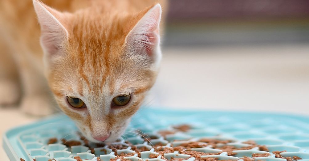 Chat roux mangeant dans sa gamelle