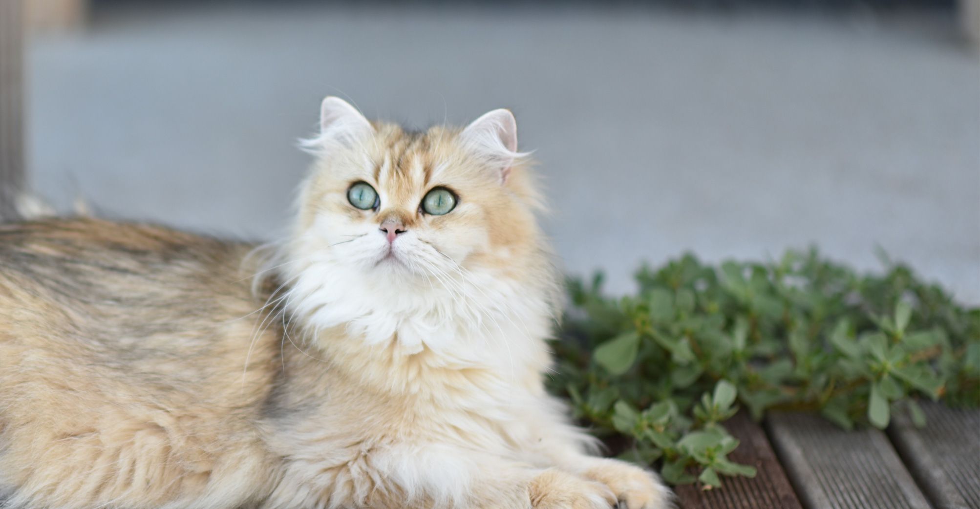 Chat allongé en extérieur