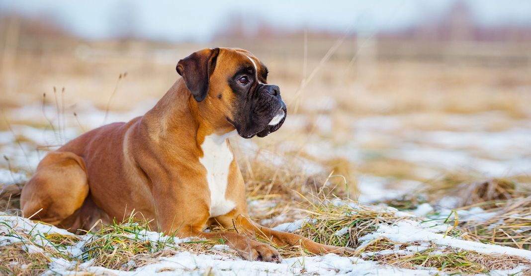 Boxer couché en plein air