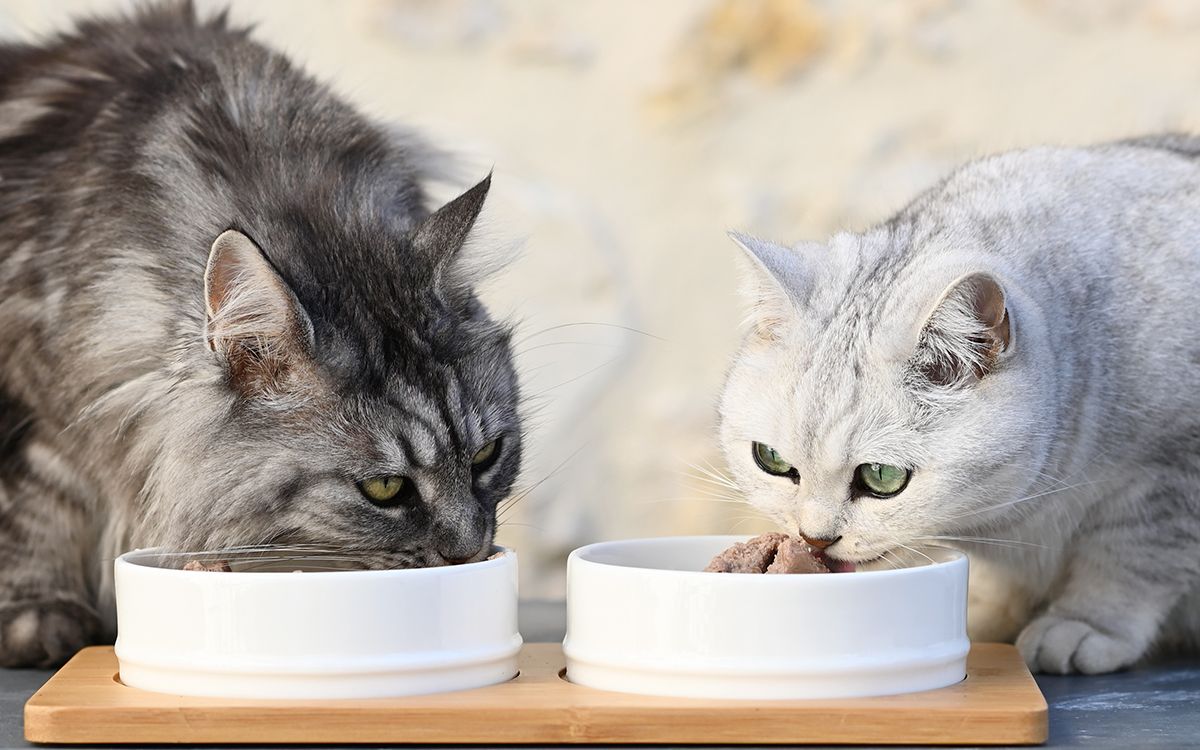 2 chats mangeant leur pâtée dans une gamelle