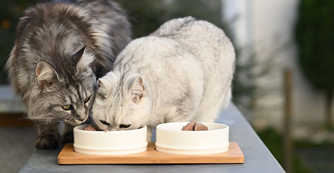 2 chats mangeant dans la même gamelle 