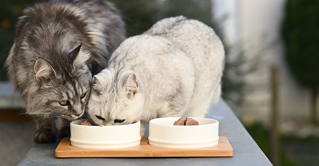 2 chats mangeant dans la même gamelle