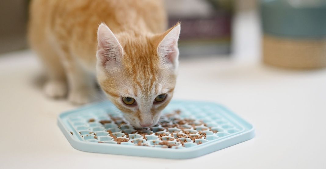 Repas ludique d'un chat
