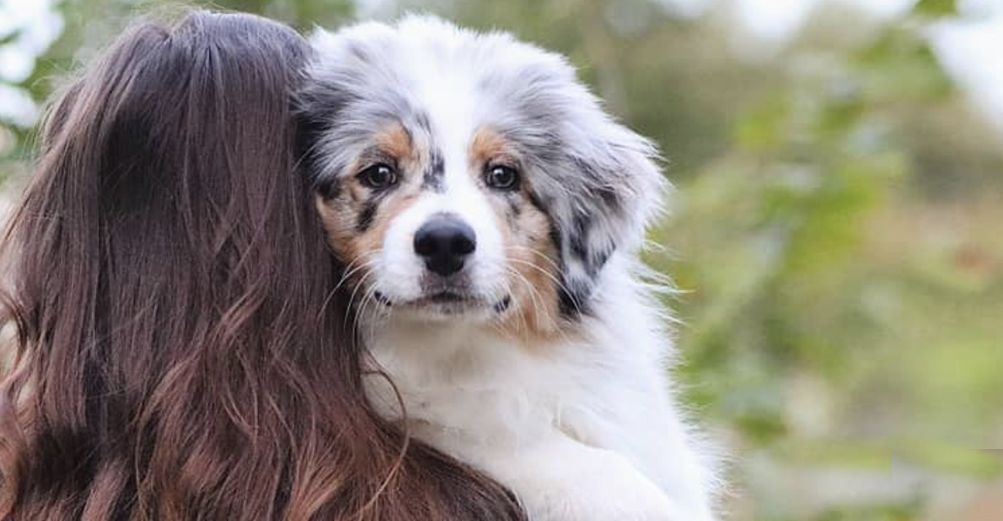 Un chien aux yeux clairs regarde droit devant lui