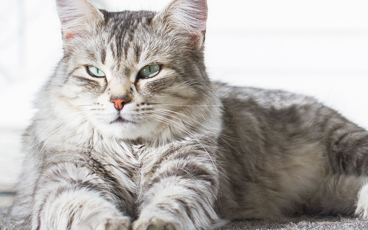 Un chat allongé sur un tapis 