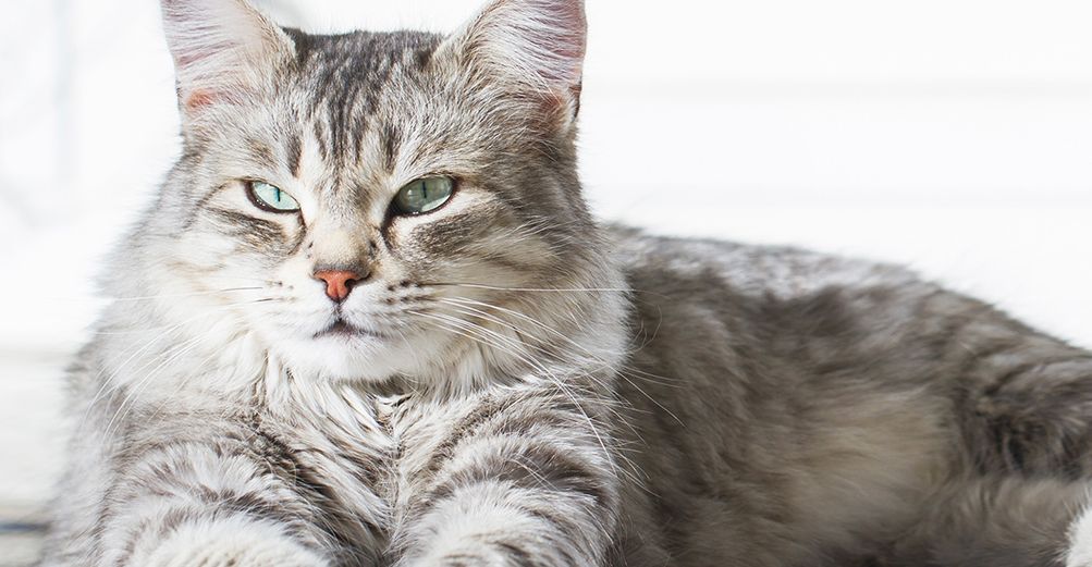 Un chat couché, fixant un point légèrement sur sa droite