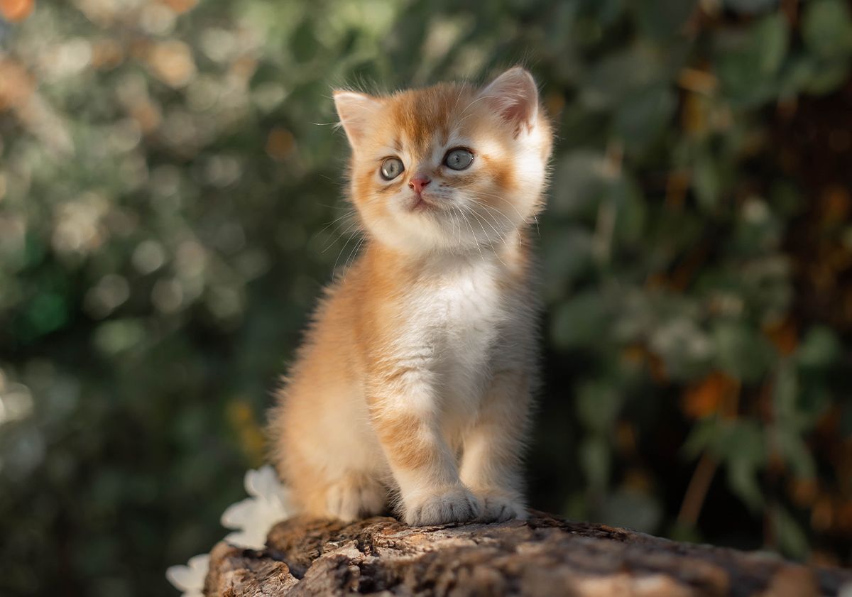Chaton, en pleine nature, assis sur un tronc d'arbre