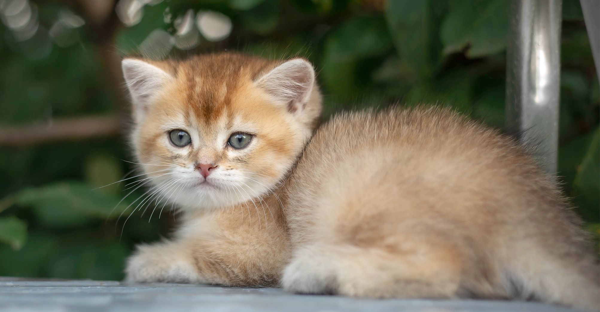 Chaton roux couché en extérieur