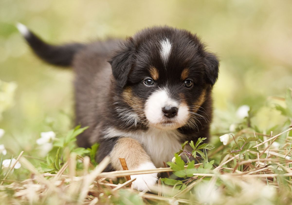 Petit chien