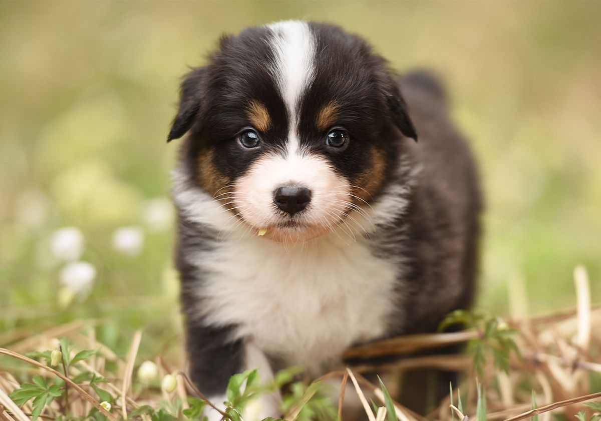 Chiot debout en plein air