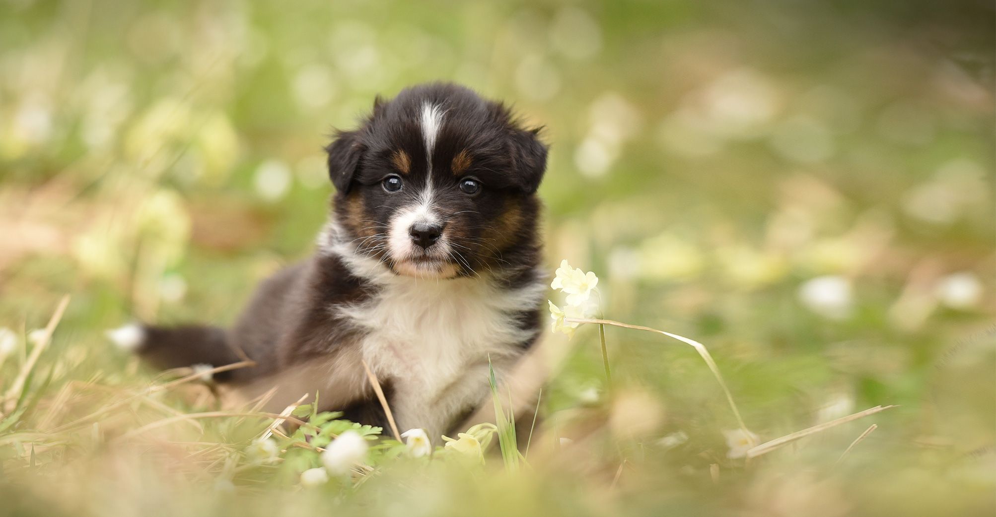 Chiot sur du gazon