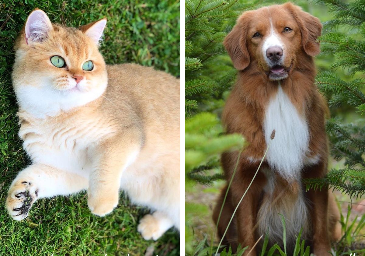 Un chat allongé et un chien assis
