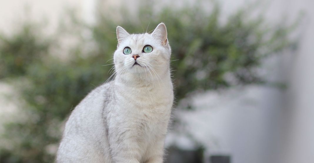 Chat blanc en extérieur