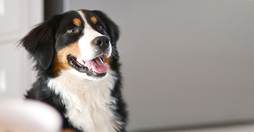 Un chien, la gueule ouverte, regardant droit devant lui