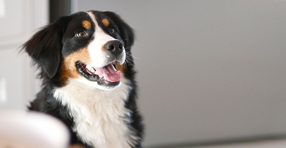 Un chien, la gueule ouverte, regardant droit devant lui