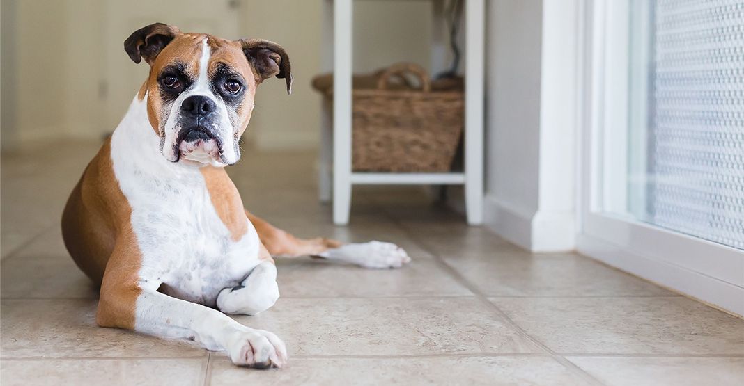 Boxer allongé