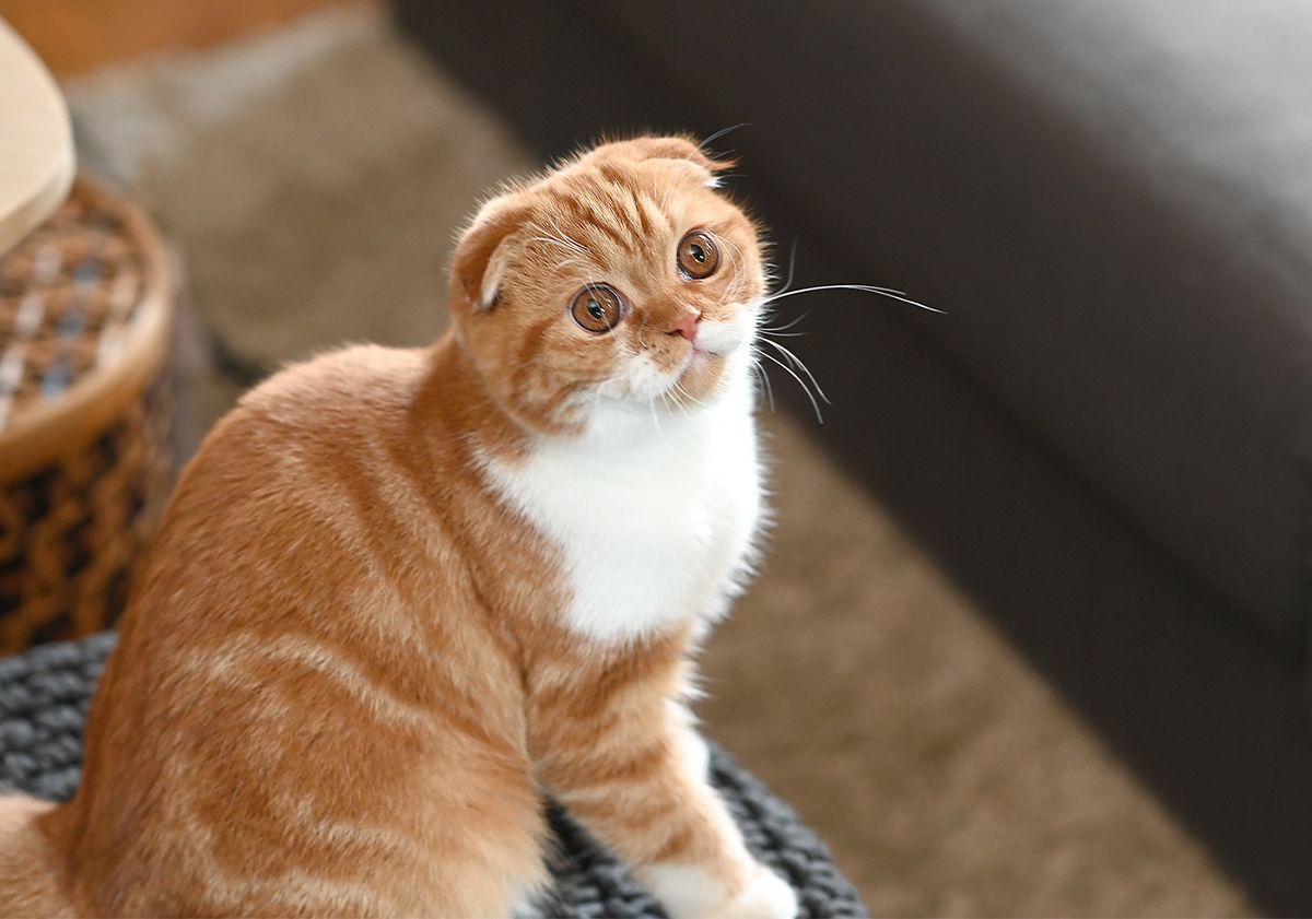 Scottish Fold assis