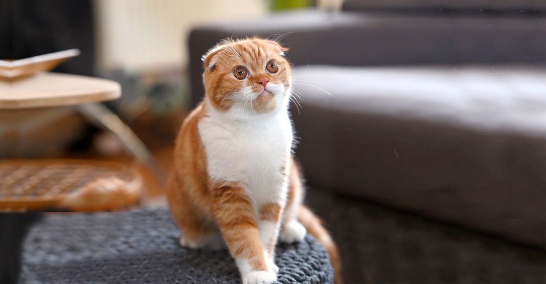 Scottish Fold en intérieur