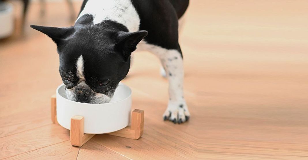 Un bouledogue mangeant dans sa gamelle