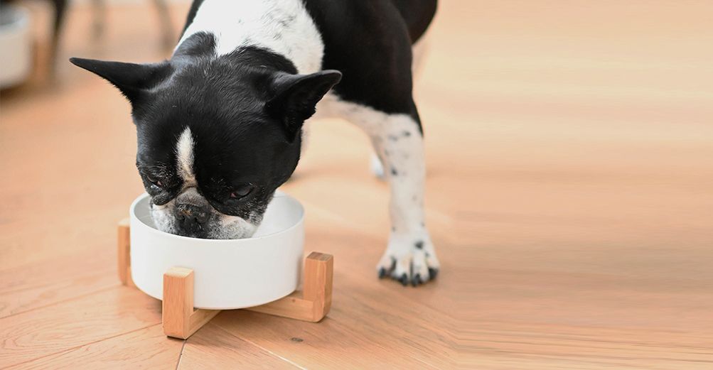 Un bouledogue mangeant dans sa gamelle