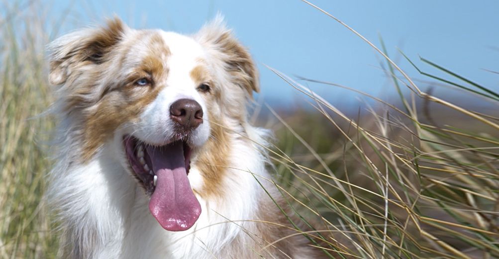 Un chien, la langue tirée, regarde vers sa gauche