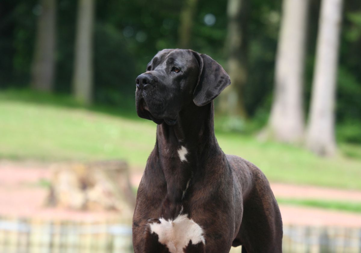 dogue allemand noir et blanc