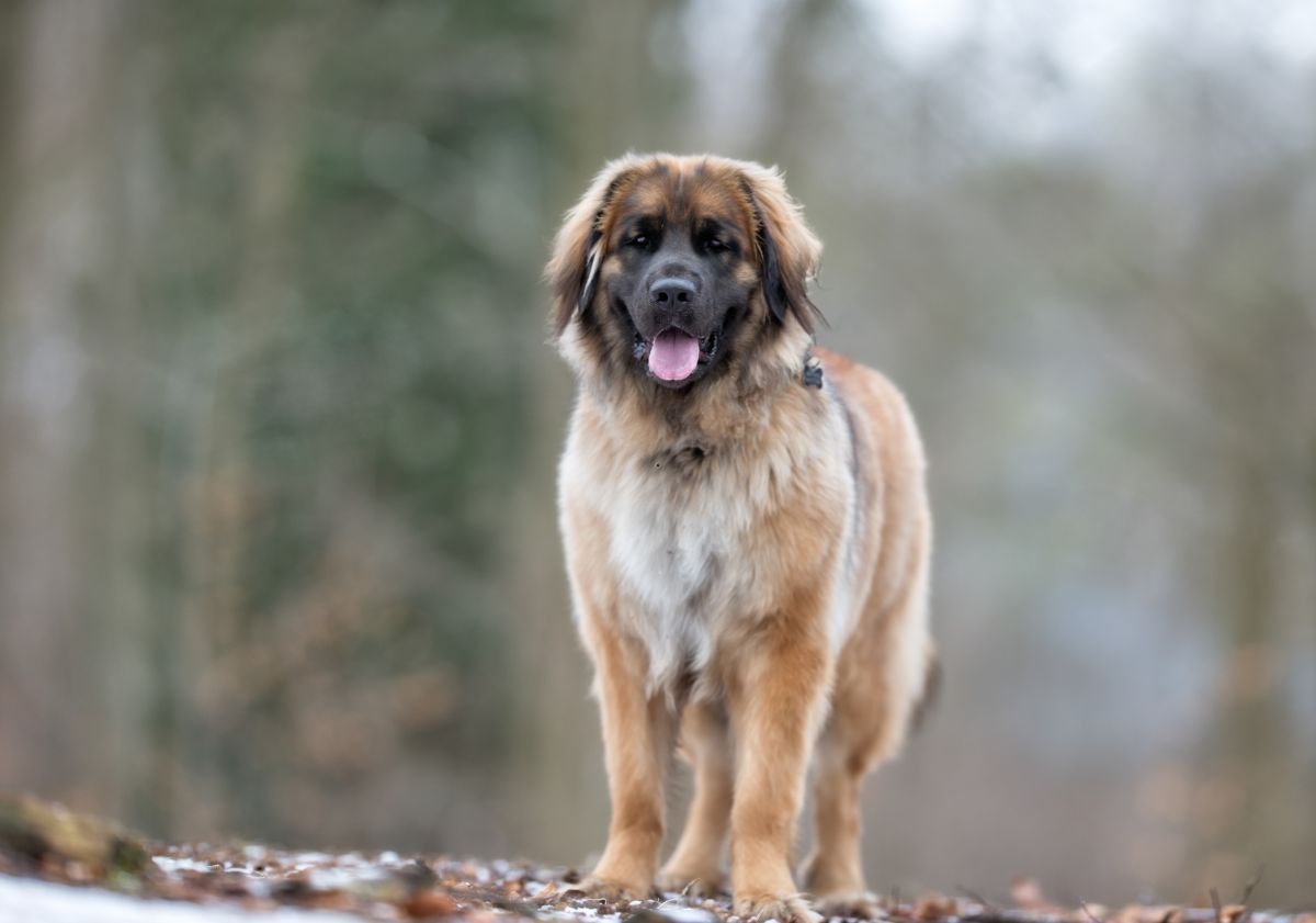 Leonberg devant une forêt