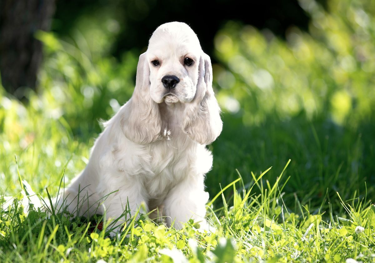 Cocker Américain blanc
