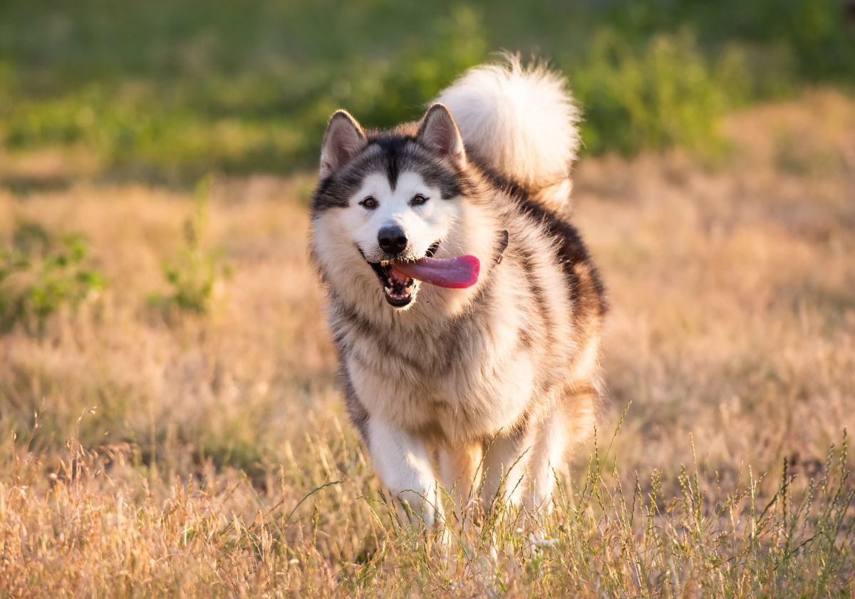 malamute de l'alaska courant dans un pré