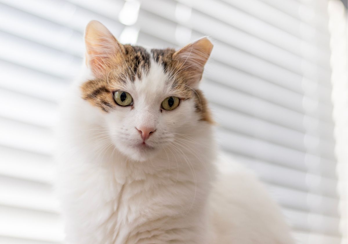 chat blanc en intérieur