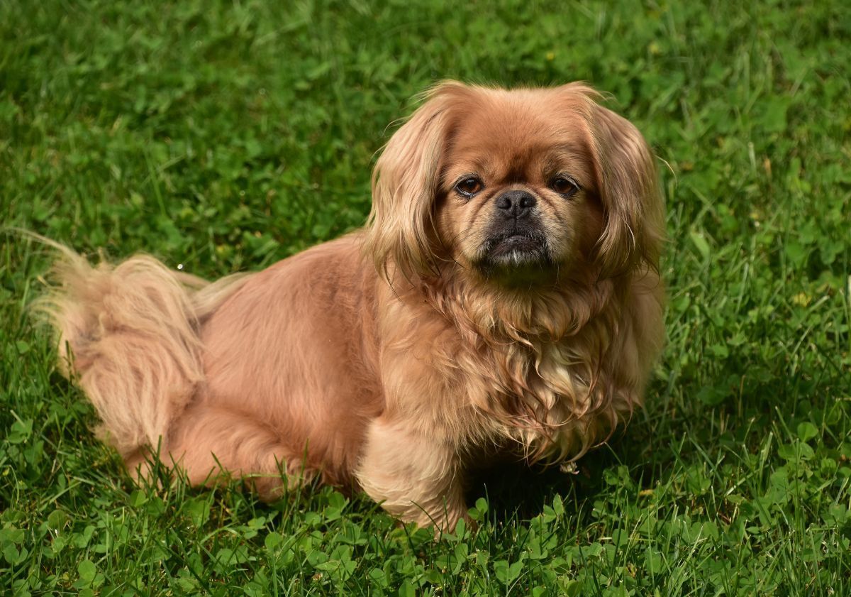 Pékinois dans l'herbe