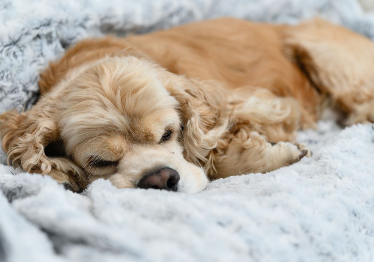 Cocker Américain endormi