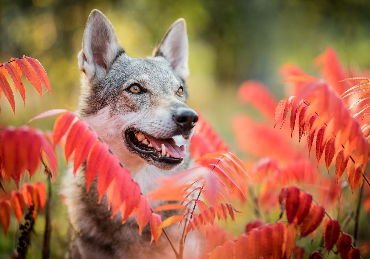 chien loup tchécoslovaque dans un champ avec des plantes rouges
