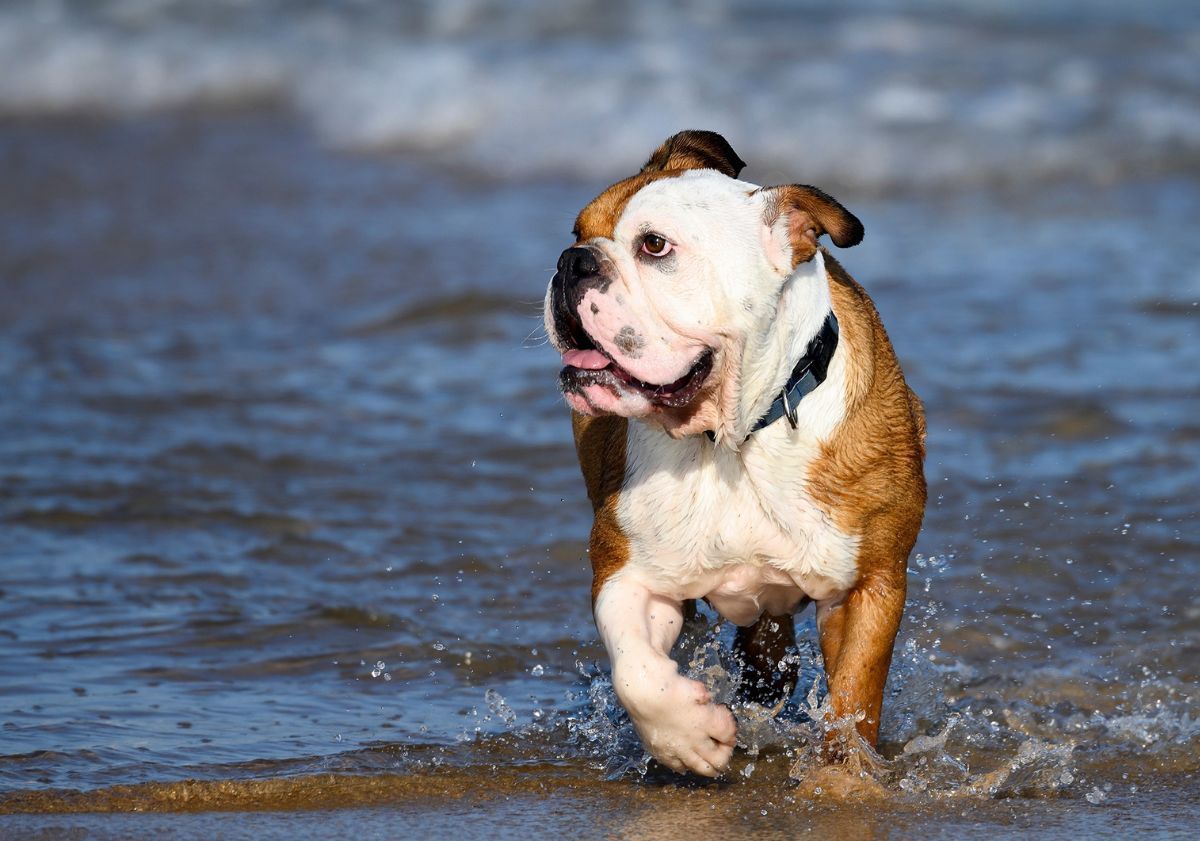 Bulldog Anglais dans l'eau