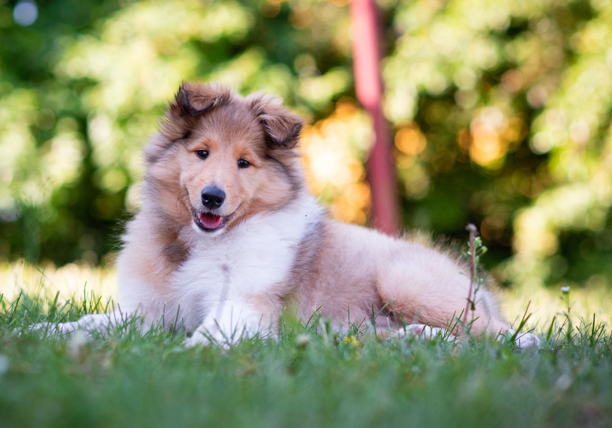 chiot Colley dans la nature