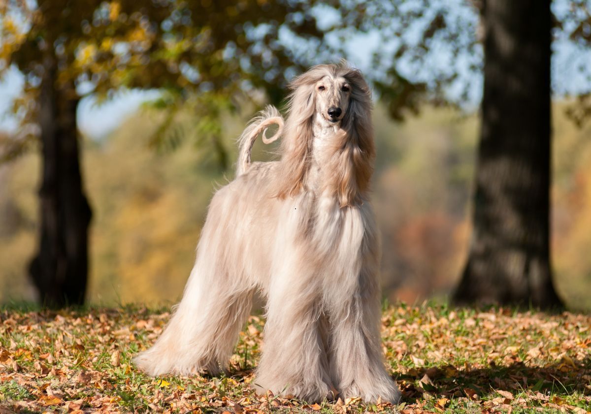 Lévrier Afghan crème dans la nature