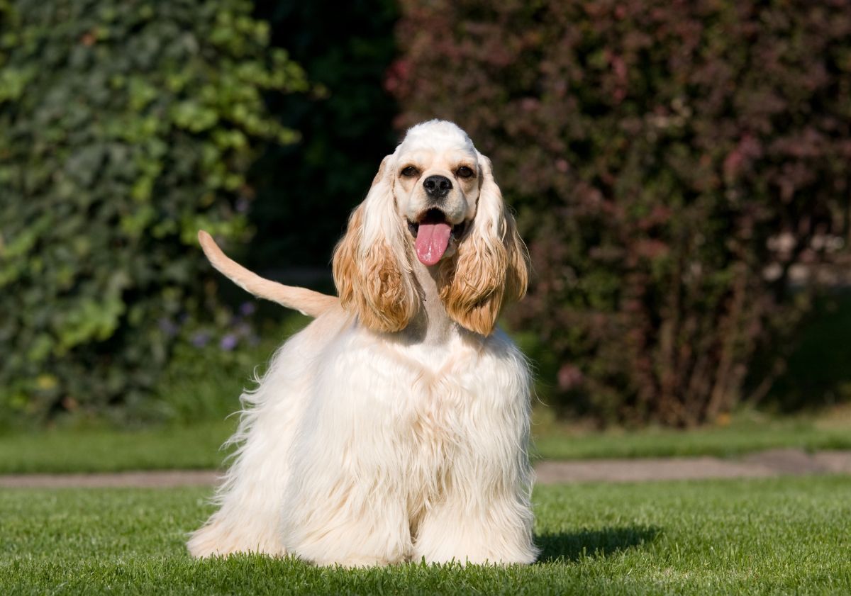 Cocker Américain crème en extérieur