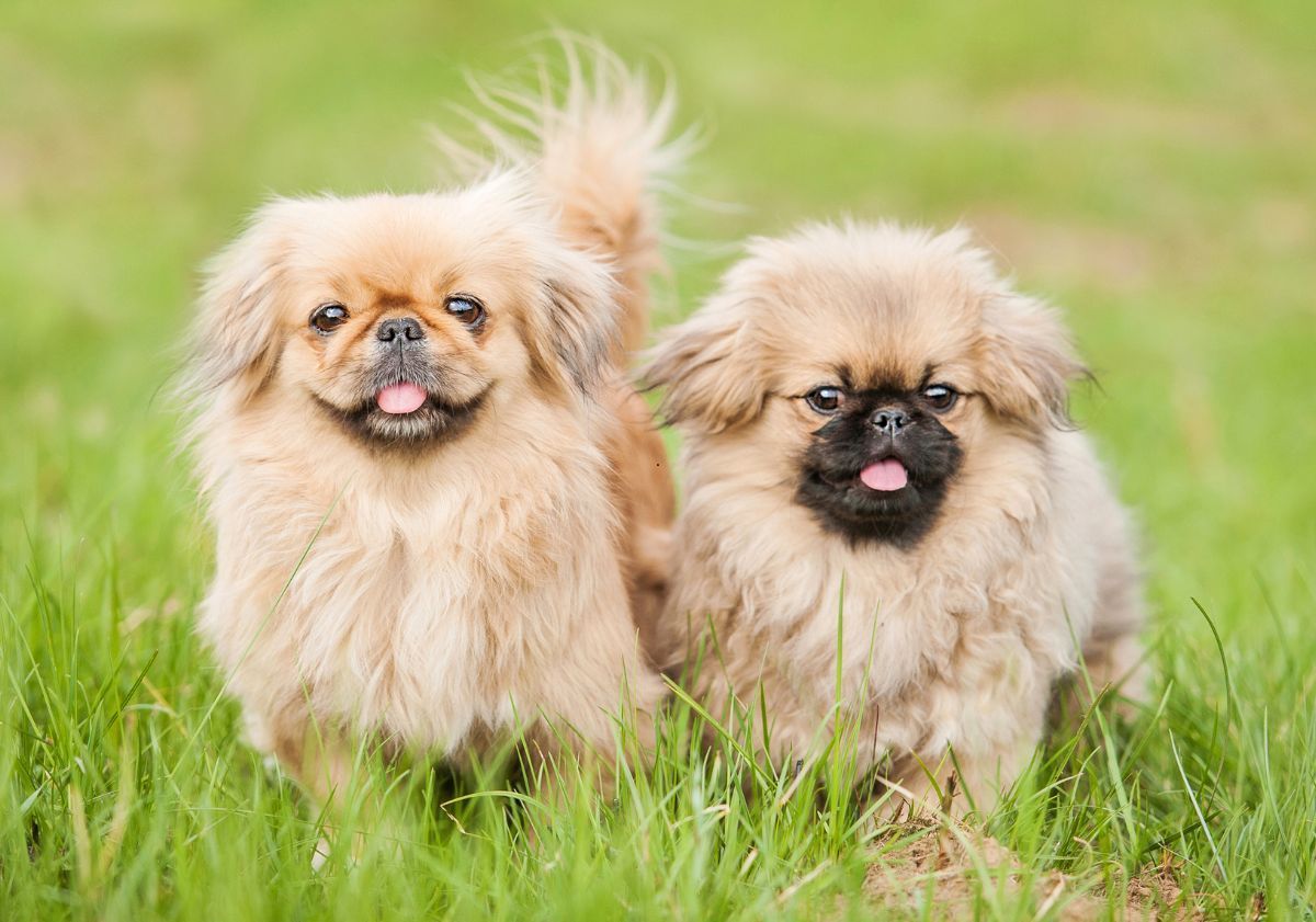 Deux Pékinois dans l'herbe