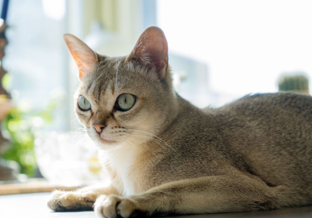 chat Singapura allongé en intérieur